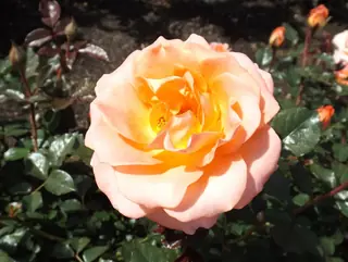 Jump for Joy rose