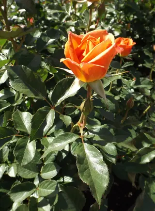 Pumpkin Patch rose