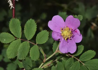 Wood's wild rose (Rosa woodsii), foliage