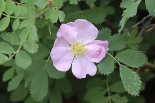 Wood's wild rose (Rosa woodsii), mature form
