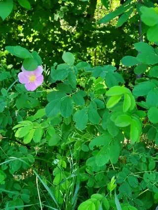 Wood's wild rose