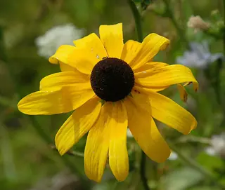 Black-eyed Susan (Rudbeckia hirta), fall color