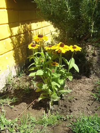 Black-eyed Susan (Rudbeckia hirta), mature form
