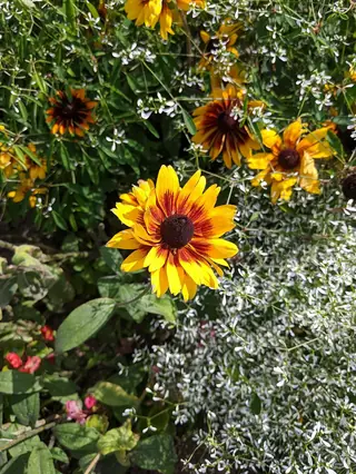 Black-eyed Susan (Rudbeckia hirta), foliage