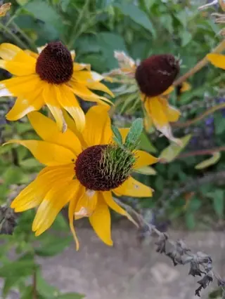 Black-eyed Susan (Rudbeckia hirta), bloom