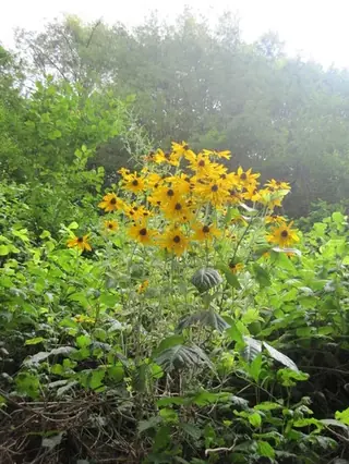 Black-eyed Susan