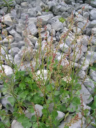 Silver Shield French Sorrel (Rumex scutatus 'Silver Shield'), foliage