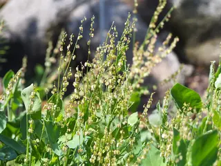 Silver Shield French Sorrel (Rumex scutatus 'Silver Shield'), bloom