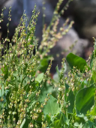 Silver Shield French Sorrel (Rumex scutatus 'Silver Shield'), fall color