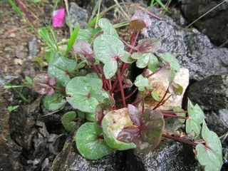 Silver Shield French Sorrel (Rumex scutatus 'Silver Shield'), mature form