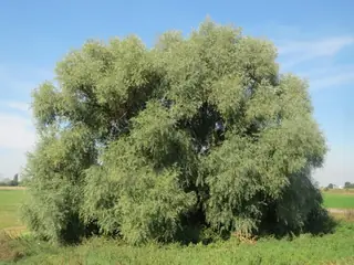 Russian Golden: Vitellina Willow (Salix alba), mature form