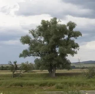 Willow, Niobe Weeping: Tristis