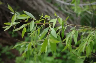 Peachleaf Willow (Salix amygdaloides), foliage