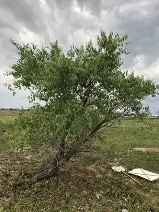 Willow, Peachleaf