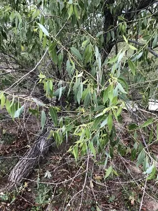 Peachleaf Willow (Salix amygdaloides), mature form