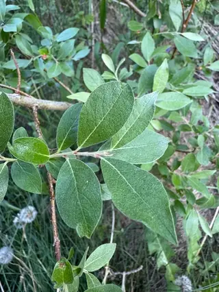 Prairie Cascade Willow (Salix x 'Prairie Cascade'), mature form