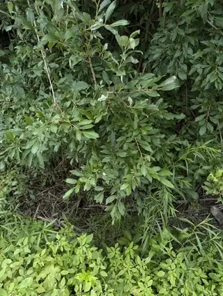 Willow, Prairie Cascade, Weeping