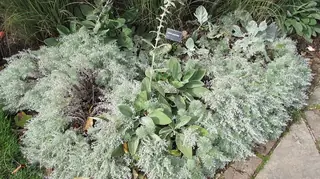 Silver Sage (Salvia argentea), bloom