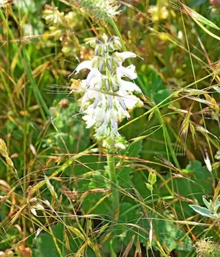 Silver Sage (Salvia argentea), habit