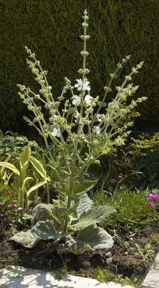 Silver Sage (Salvia argentea), mature form