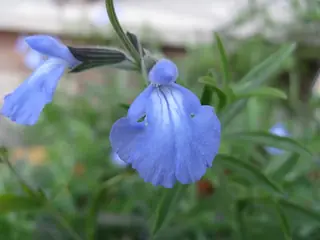 Pitcher Sage (Salvia azurea), habit