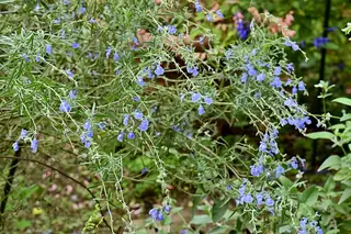 Pitcher Sage