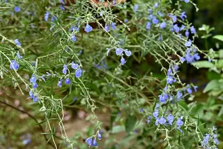 Pitcher Sage (Salvia azurea), mature form