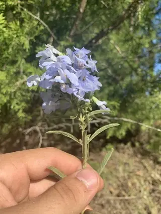 Pitcher Sage (Salvia azurea), fall color
