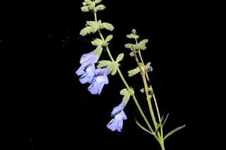 Pitcher Sage (Salvia azurea), foliage