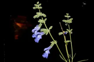 Pitcher Sage (Salvia azurea), bloom