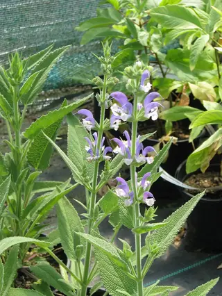OLYMPUS Gold Leaf Sage (Salvia chrysophylla), foliage
