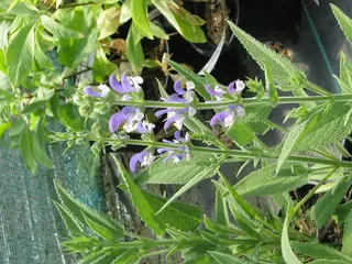 OLYMPUS Gold Leaf Sage (Salvia chrysophylla), habit