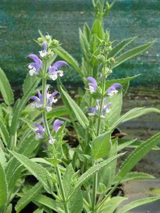 OLYMPUS Gold Leaf Sage (Salvia chrysophylla), mature form