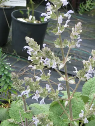 Shangri-La Sage (Salvia moorcroftiana x indica), mature form