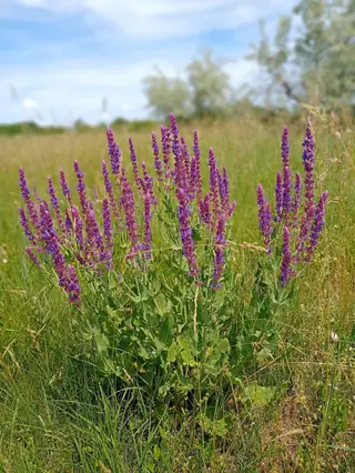 Meadow sage / wood sage (Salvia nemorosa), bloom