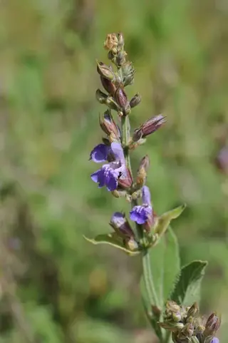 common or garden (Salvia officinalis), habit