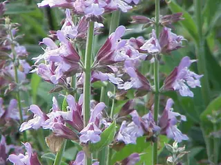 common or garden (Salvia officinalis), foliage