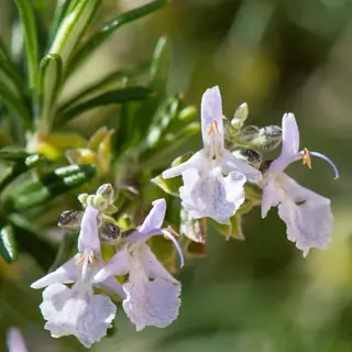 Creeping rosemary (Salvia rosmarinus), mature form