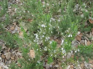 Creeping rosemary