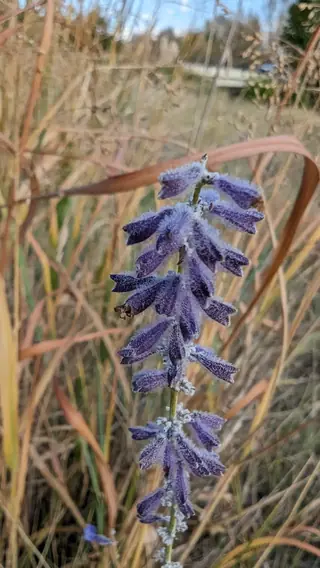 Russian sage (Salvia yangii), foliage