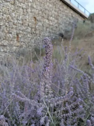 Russian sage (Salvia yangii), habit