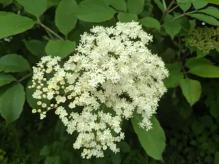 Black elderberry (Sambucus nigra), foliage