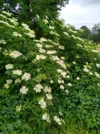 Black elderberry