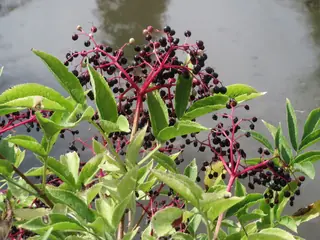 Black elderberry (Sambucus nigra), mature form