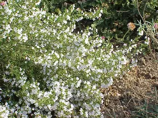 Purple Winter Savory (Satureja montana), bloom