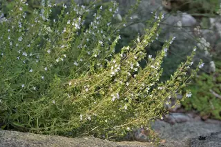 Purple Winter Savory (Satureja montana), fall color
