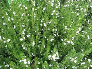 Purple Winter Savory (Satureja montana), habit