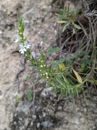 Purple Winter Savory (Satureja montana), foliage