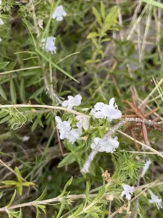 Purple Winter Savory (Satureja montana), mature form