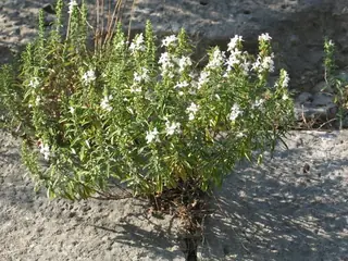 Purple Winter Savory
